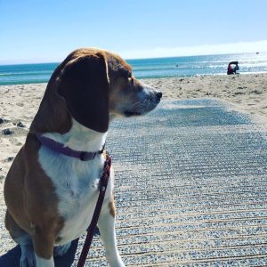 Doheny Beach Dog